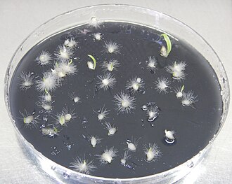 Orchid conservation achieved by ex situ propagation