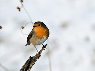 Erithacus rubecula in snowy winter landscape (Samuel Tobler)