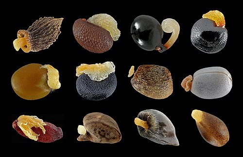 Seeds with elaiosomes (Hans Stuessi)