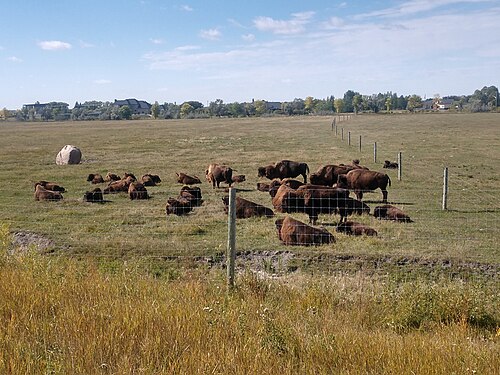 Herd of Bison at Fort Whyte Alive in Winnipeg Manitoba