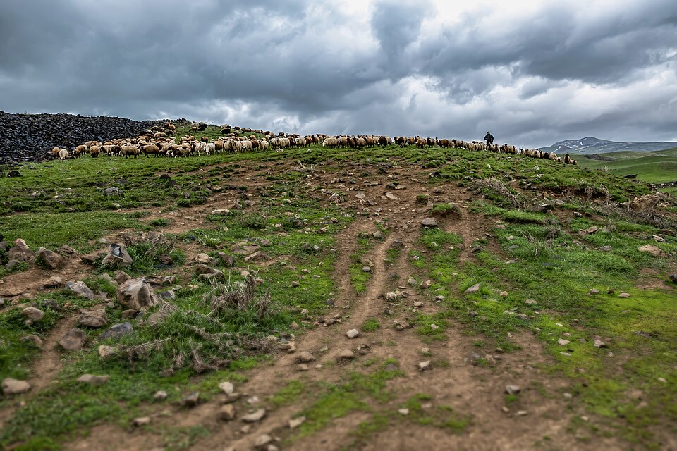 A shepherd and a flock of sheep on the Gegham Ridge in Armenia