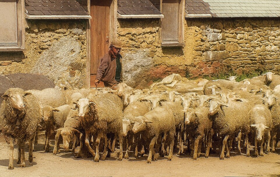 Transhumance of sheep above the village of Azet (France)