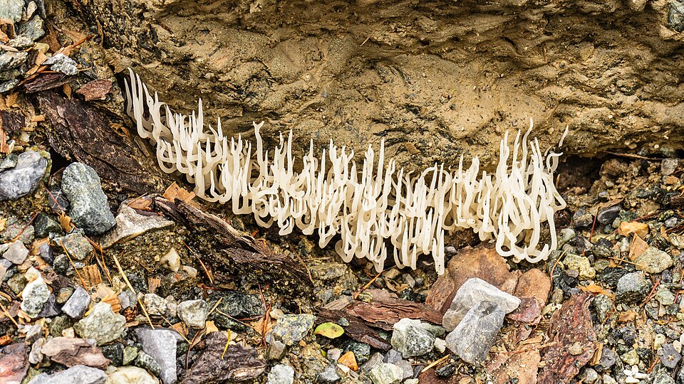 File:Xylaria hypoxylon (candlestick fungus) location, Val Sinestra. 14-10-2024. (actm.) 01.jpg