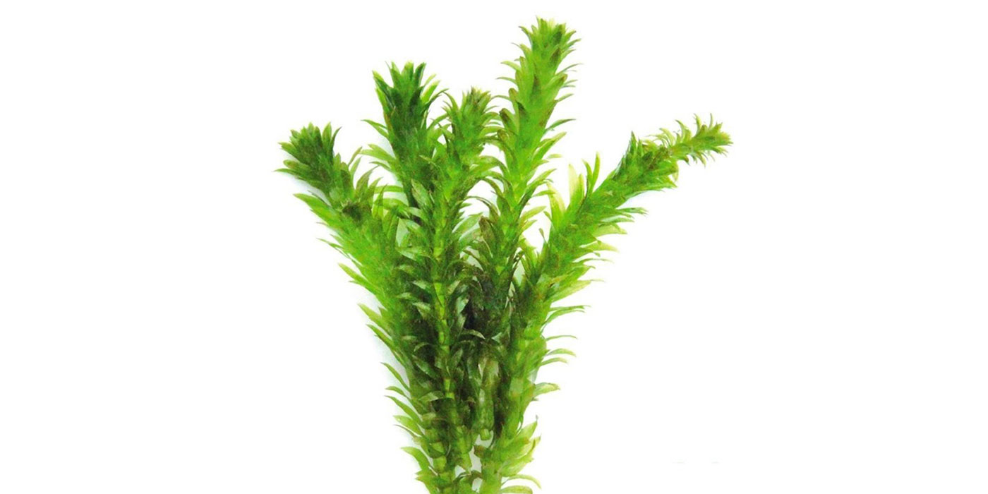 Live Anacharis Plant