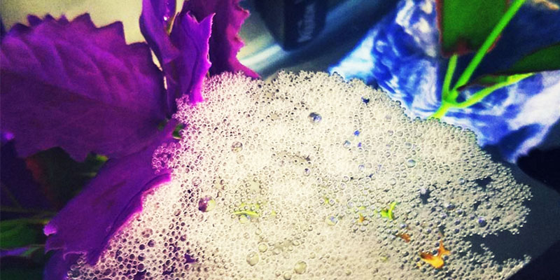 Betta Fish Bubbles and Nest Building