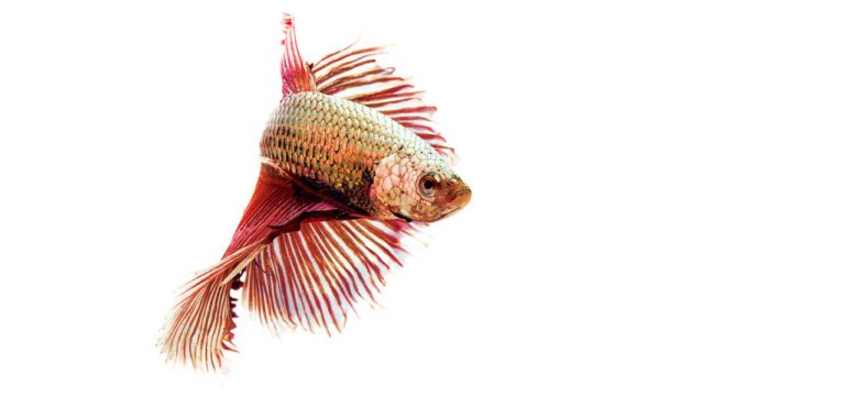 Red and white betta staring to the right