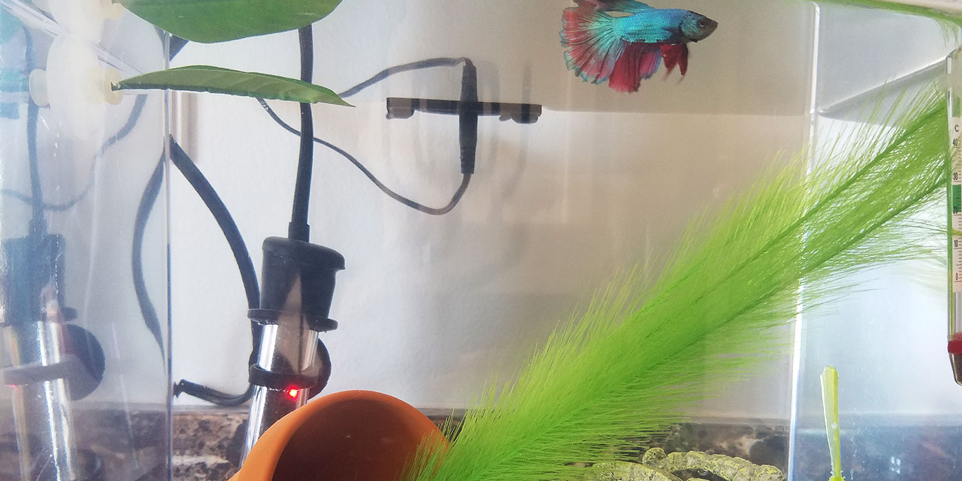 Betta Fish Without A Filter