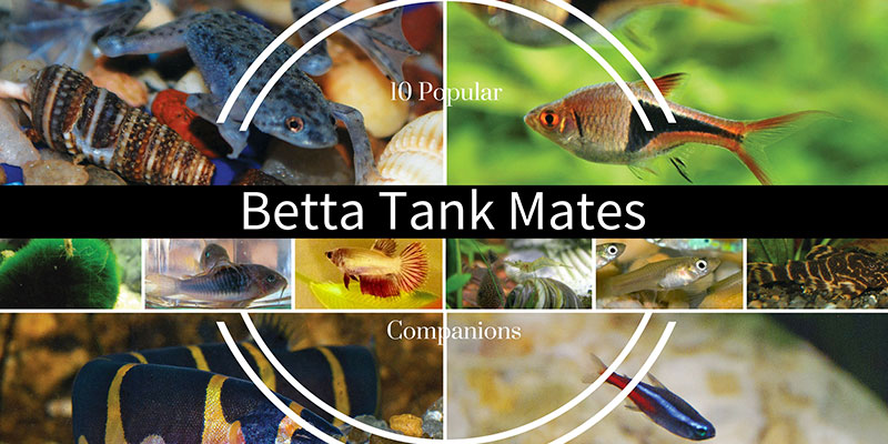 Betta Tank Mates and Companions