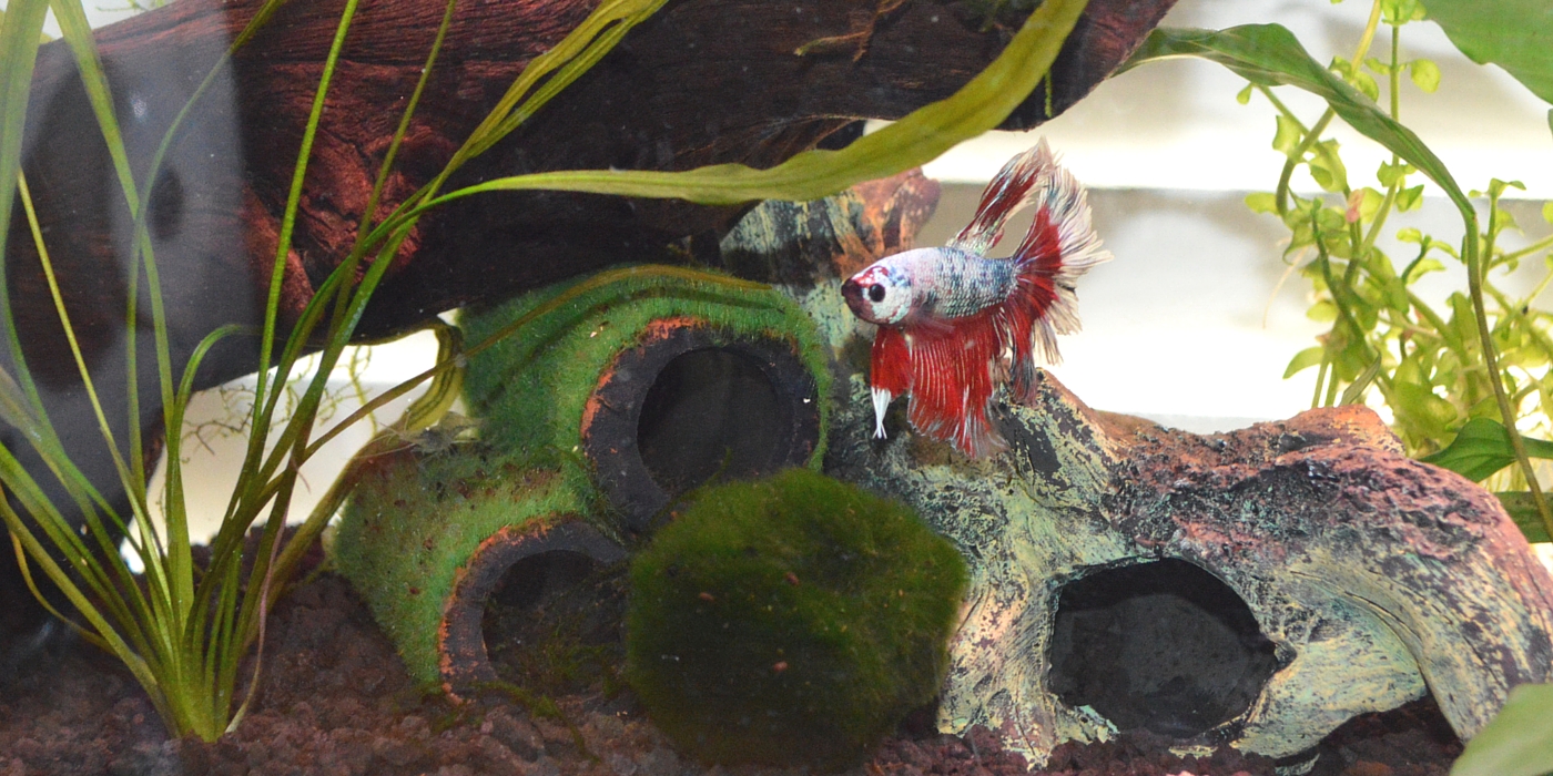 Butterfly Betta Fish Blaze