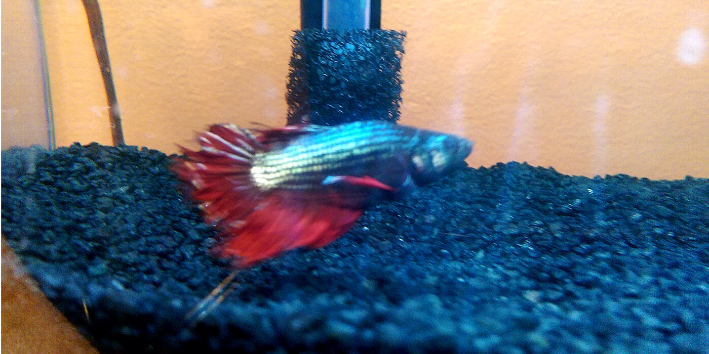 Lao Tzu Betta Male