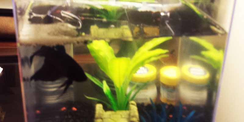Male Betta Fish Bubble Nest