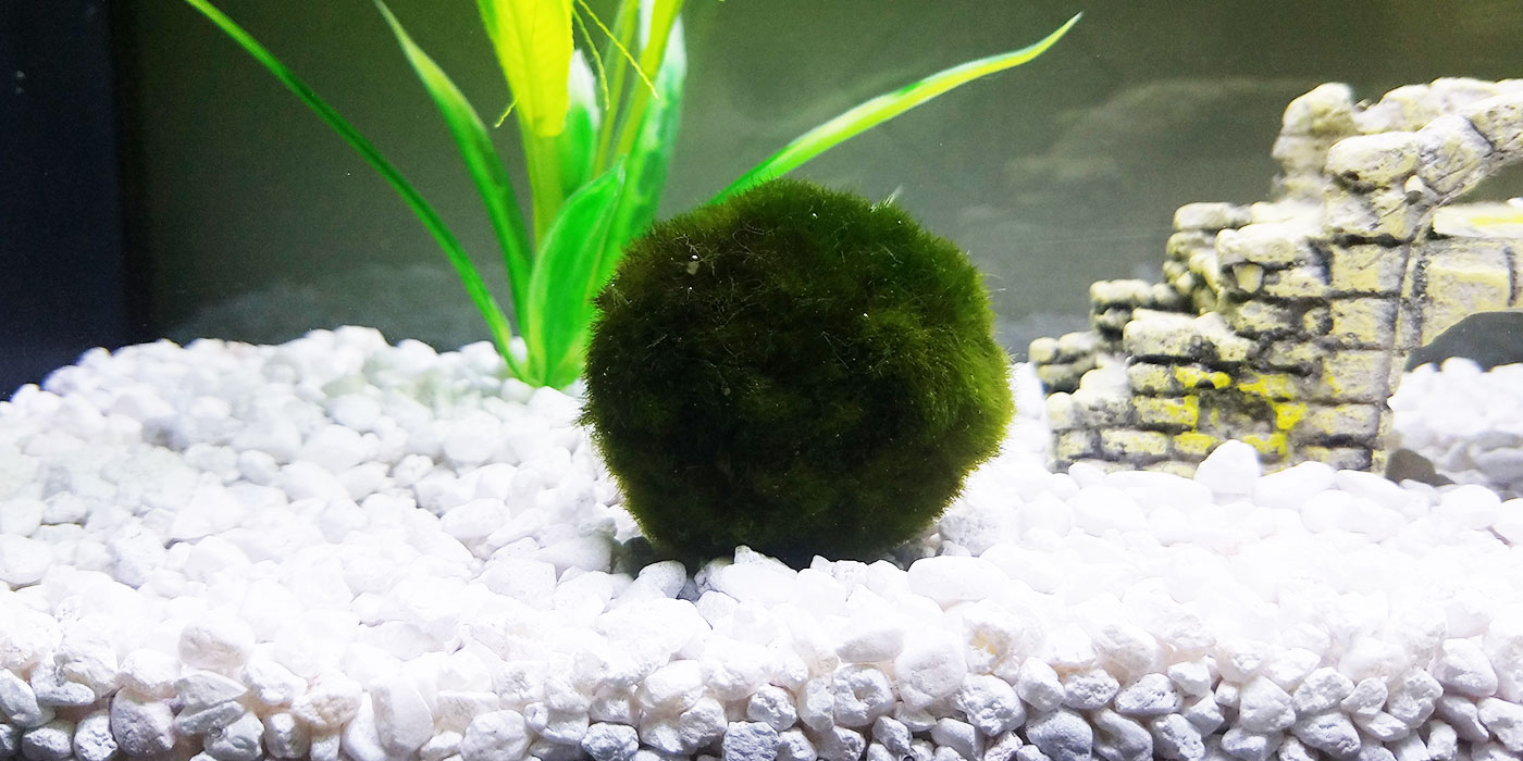 Marimo Moss Ball