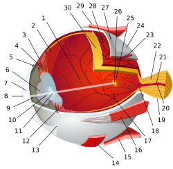 Diagram of human eye (Chabacano)